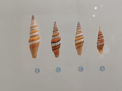 -青岛贝壳博物馆