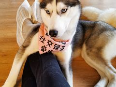 -Husky Go! 哈士奇体验馆·宠物咖啡厅狗咖