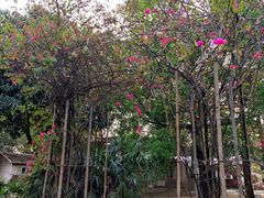 -广东花都香草世界旅游度假区