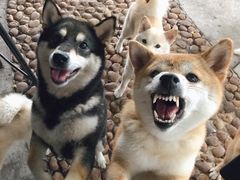 -柴犬高等学院·狗咖·柴犬售卖·宠物训练