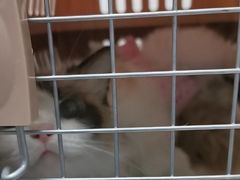 -纳吉亚猫专科动物诊疗中心(蒋宅口分院)