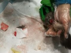 -伟伟宠物医院·CT影像中心·瑞派犬猫综合性门诊(汉口总院)