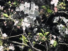 -高东镇樱花园