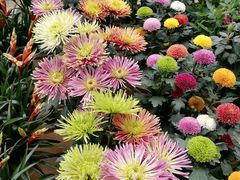 -三圣花乡旅游区