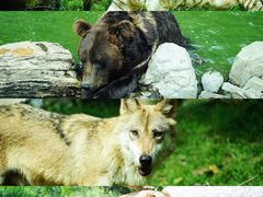 -北京野生动物园