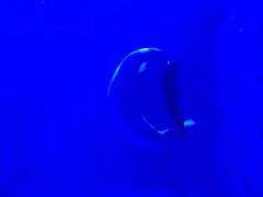 -多彩贵州城极地海洋世界