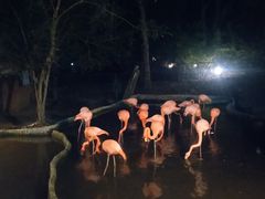 -清迈夜间动物园