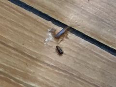 -清和传家饺子(龙泉道物美店)