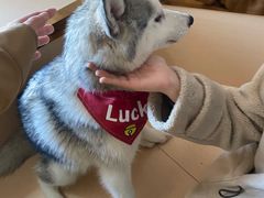 -Husky Go! 哈士奇体验馆·宠物咖啡厅狗咖