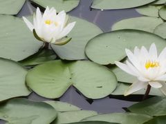 -郑东新区湿地公园
