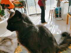 -平行世界·猫咖(首经贸店)