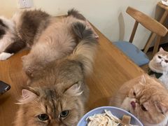 -滚猫咖啡·猫咖·猫友好撸猫(未来城店)