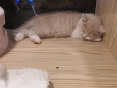 -屋虎猫馆(宝安大仟里店)
