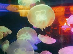 -太平洋海底世界