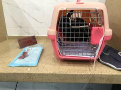 -伟伟宠物医院·CT影像中心·瑞派犬猫综合性门诊(汉口总院)