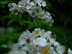 -中国科学院华南植物园