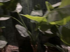 -涟LIAN·泰式按摩·MASSAGE·SPA(华强北店)