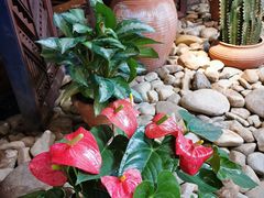 -阿妮叶李(光谷世界城店)