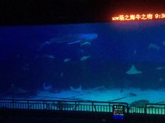 -烟台海昌鲸鲨海洋公园