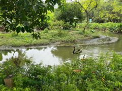 -广州长隆飞鸟乐园