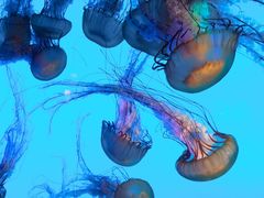 -太平洋海底世界