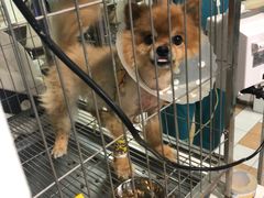 住院期间-西安京西宠物医院·瘫痪·疑难杂症