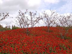 -花开海上生态园