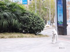 -重庆市江北嘴中央商务区中央公园