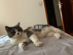 -天使宠物医院·犬猫分诊(彩虹店)