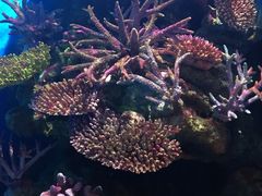 -暹罗海洋世界