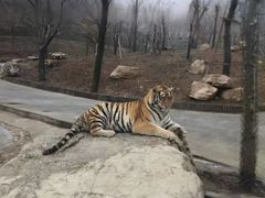 -栾川竹海野生动物园