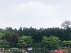 -嘉定紫藤园