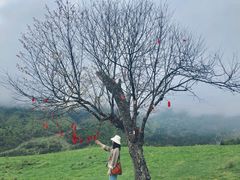 -硗碛藏寨·神木垒景区