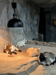 -Zoolung Zoolung动物主题公园(海信广场店)