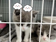 -翊宠yipet猫狗购宠庄园犬舍•猫舍