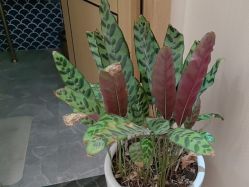 -雅曼妮spa美容养生