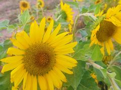 -汉长安城未央宫国家考古遗址公园