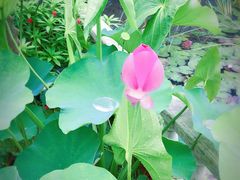 -龚家花园农家乐休闲别墅