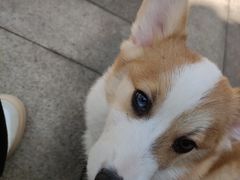 -柯斗斗主题餐厅·狗咖·围炉煮茶·茶饮(国瑞升平里店)