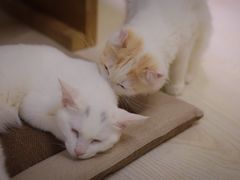 -猫和宫(六道口店)