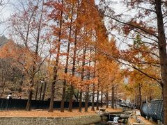 -白水寺森林公园