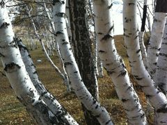 -乌兰布统景区-白桦林