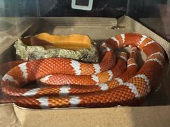 -抱暴龙爬宠·异宠·撸宠撸爬主题馆(大学路店)