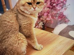 -柴迷FANS CLUB·柴犬狗咖·猫咖