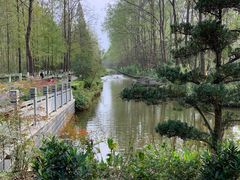 -合肥滨湖国家森林公园