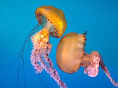 -太平洋海底世界