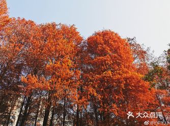 1月的深圳 枫叶的深秋