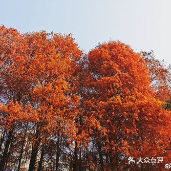 1月的深圳 枫叶的深秋