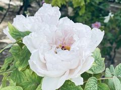 -洛阳市隋唐城遗址植物园