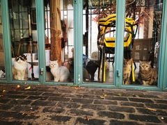 门面-喵屿·大理花园猫咖